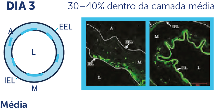 MagicTouch SCB - Scitech